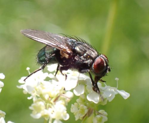 Réf. 294 894 : Bellardia sp.